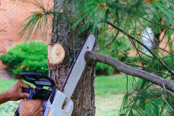 Best Palm Tree Trimming  in USA